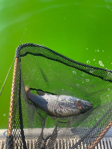 ニジマスの釣果