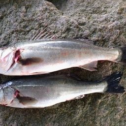 ハネ（マルスズキ）