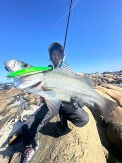 ヒラスズキの釣果