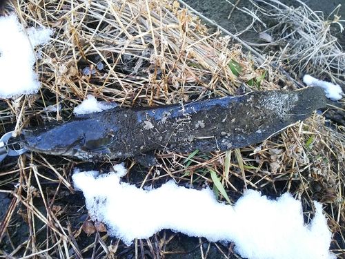 マナマズの釣果