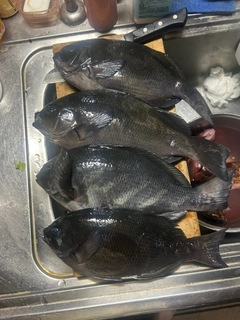 メジナの釣果