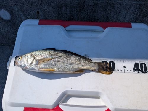 イシモチの釣果