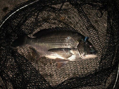 チヌの釣果