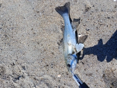 セイゴ（マルスズキ）の釣果