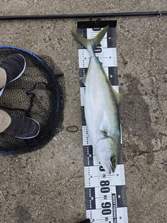 ヤズの釣果