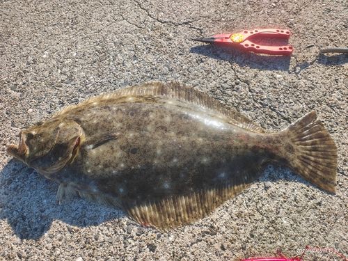 ヒラメの釣果