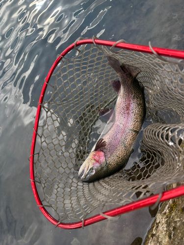 ニジマスの釣果