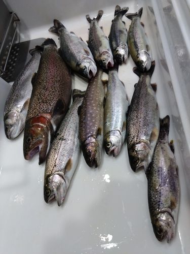 ニジマスの釣果