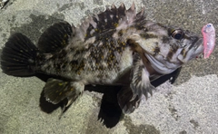 オウゴンムラソイの釣果