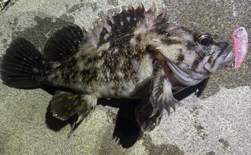 オウゴンムラソイの釣果