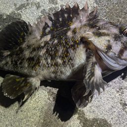 オウゴンムラソイ