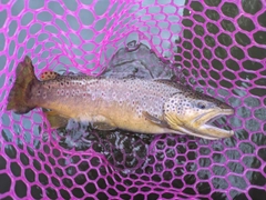 ブラウントラウトの釣果