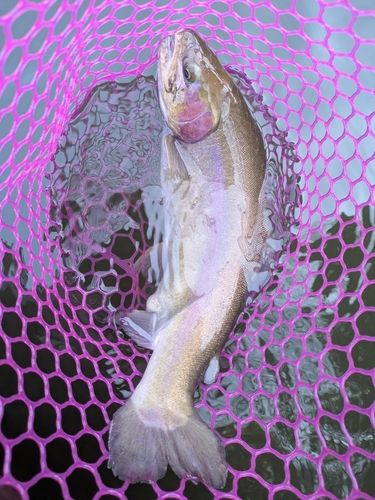 ホウライマスの釣果