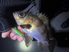 メバルの釣果