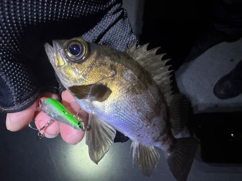 メバルの釣果