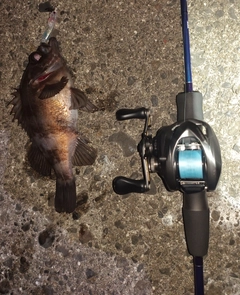 メバルの釣果