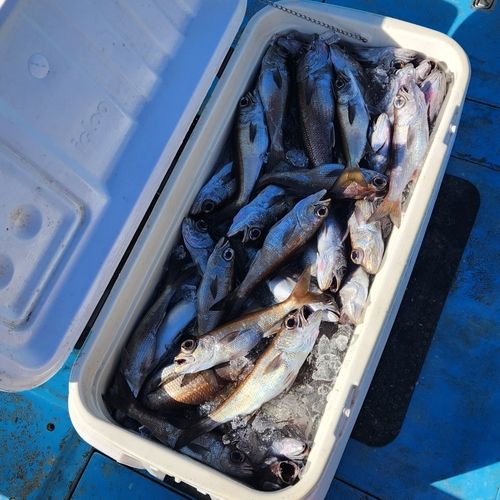 クロムツの釣果