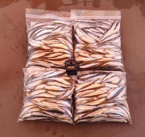 ワカサギの釣果