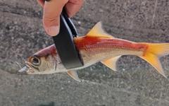 ムツの釣果