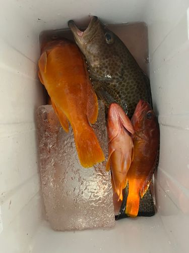 オオモンハタの釣果