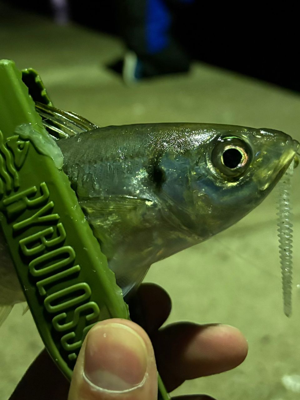 SHIMANO 18ソアレ SS アジング S58L-Sの最安値・インプレ・釣果 | 本音