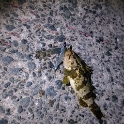 タケノコメバル