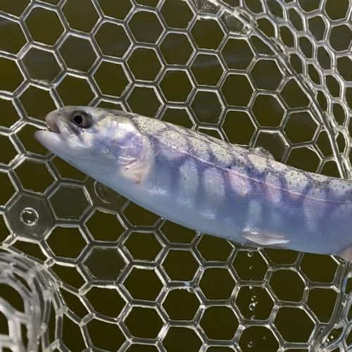 レインボートラウトの釣果