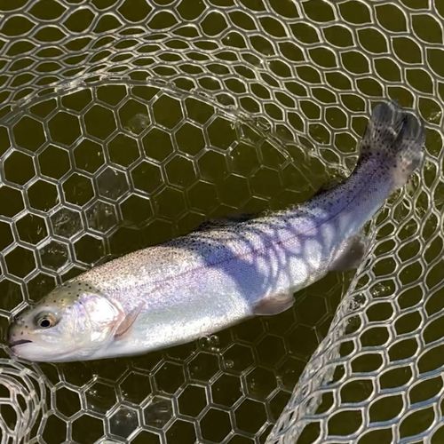 レインボートラウトの釣果