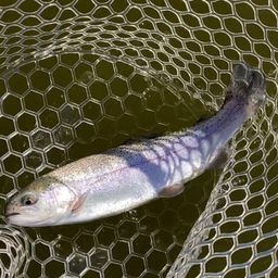 レインボートラウト