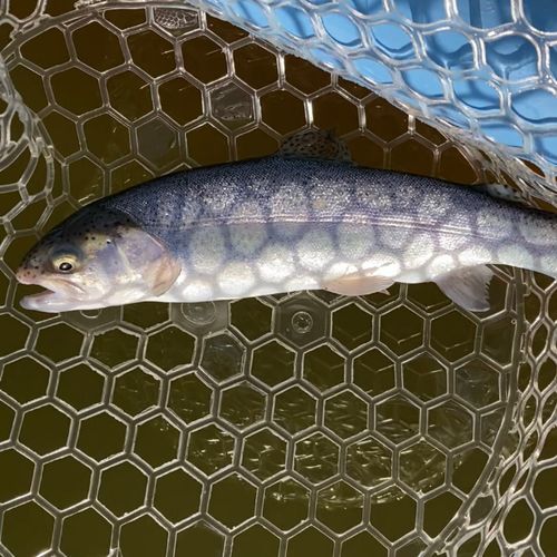 レインボートラウトの釣果