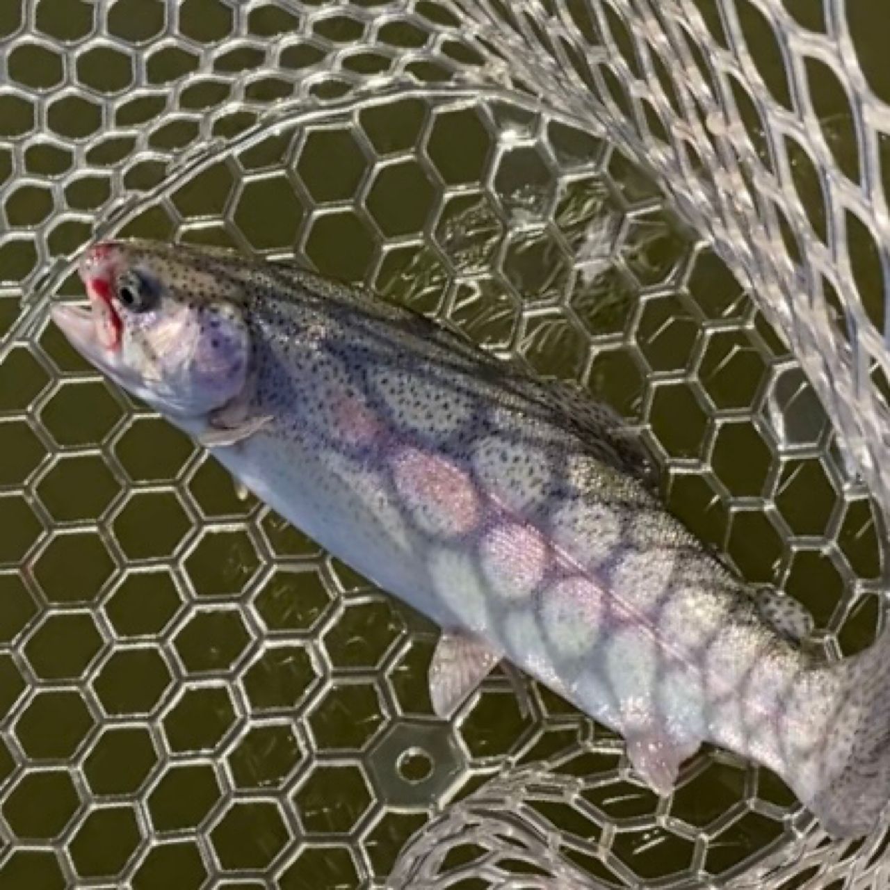 レインボートラウト