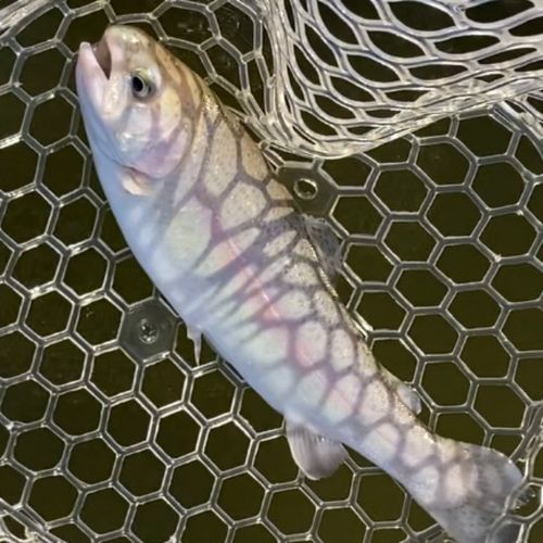 レインボートラウトの釣果