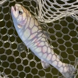 レインボートラウト