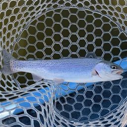 レインボートラウト