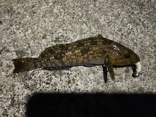 アイナメの釣果