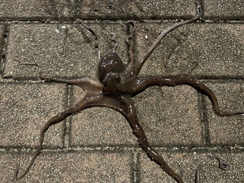 中央埠頭（博多湾）