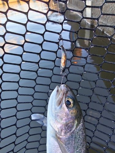 ニジマスの釣果