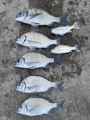 チヌの釣果