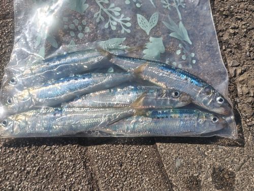 マイワシの釣果