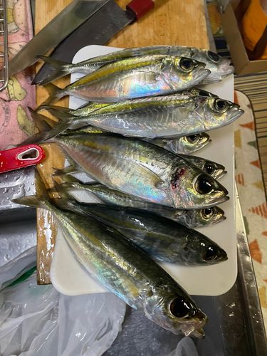 アジの釣果