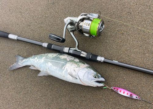 サクラマスの釣果