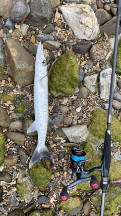 オニカマスの釣果