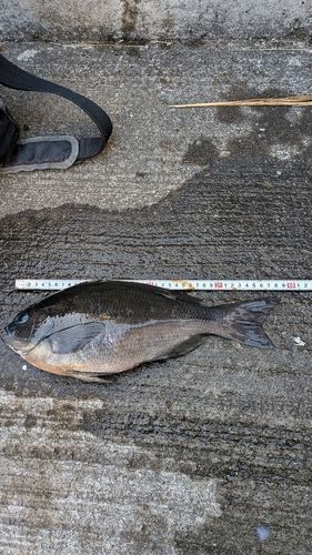 クチブトグレの釣果