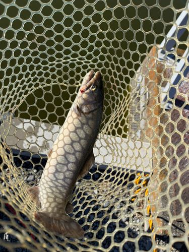 サクラマスの釣果