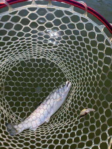 フィッシングステージ彩の国