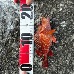 ウッカリカサゴ