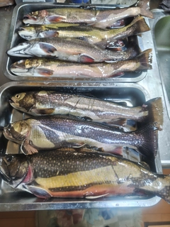 ブルックトラウトの釣果