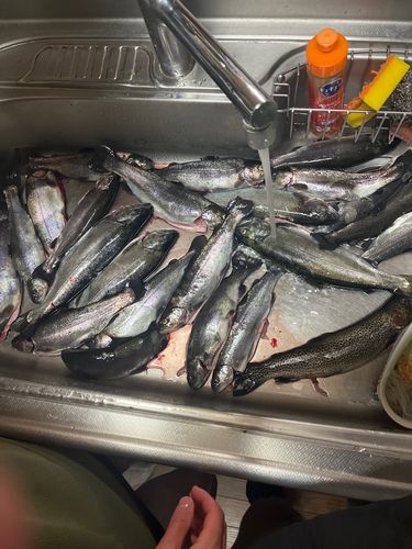 ニジマスの釣果