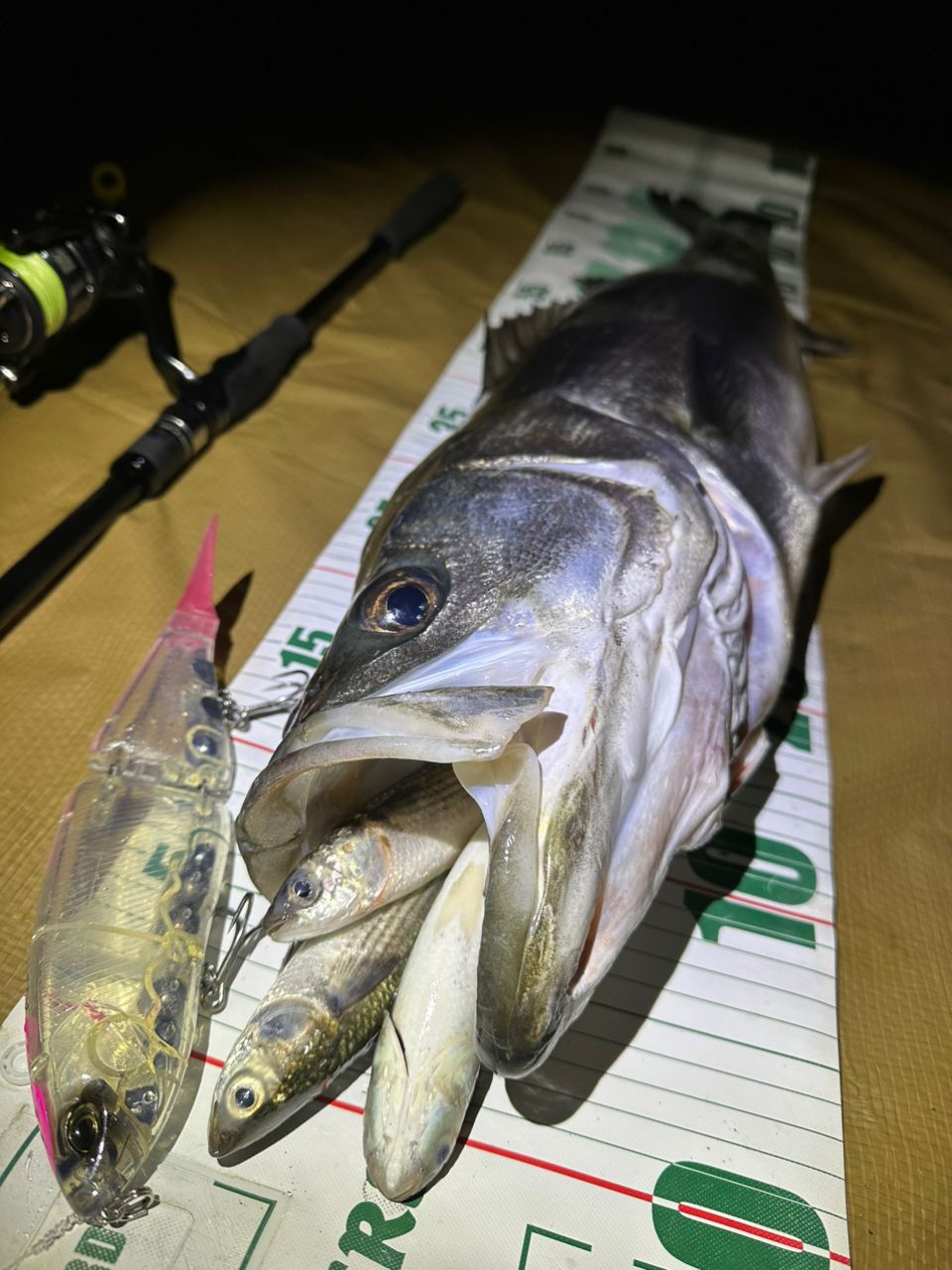 APIA グランデージ メガソウルの最安値・インプレ・釣果 | 本音の