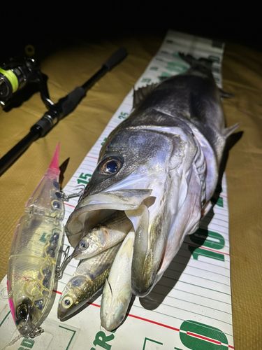 シーバスの釣果
